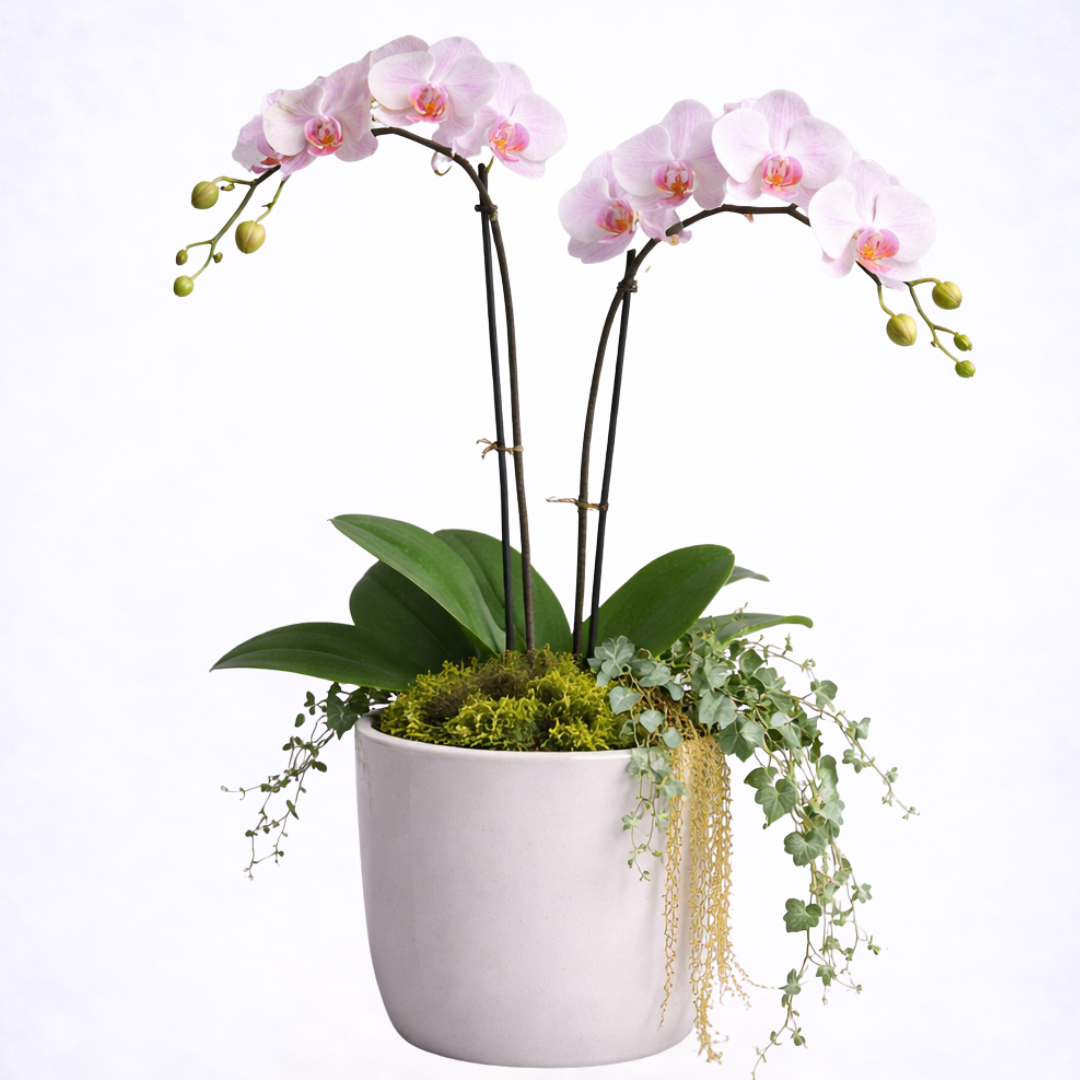 orchids in ceramic pot orchids in ceramic pot