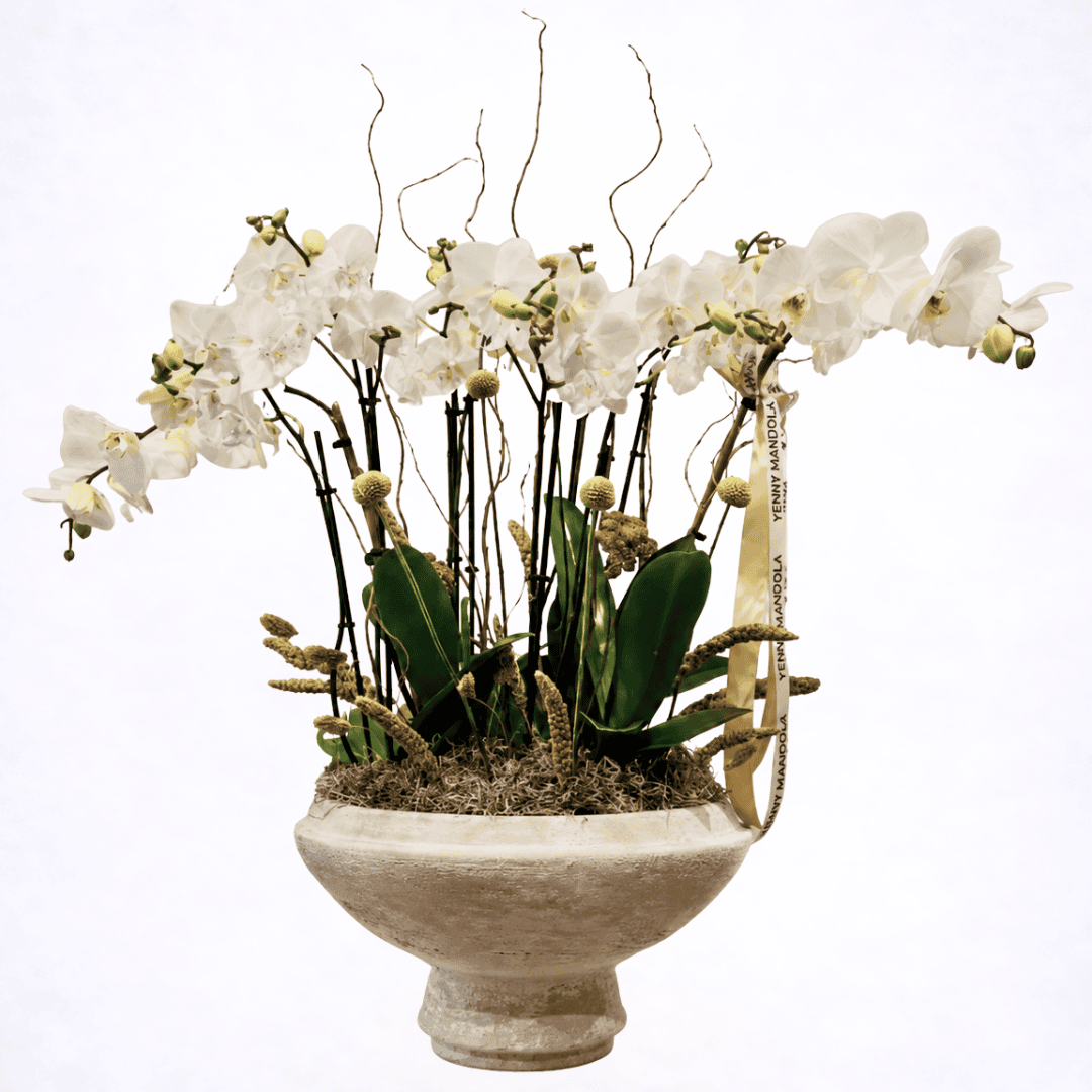 orchids in ceramic pot orchids in ceramic pot