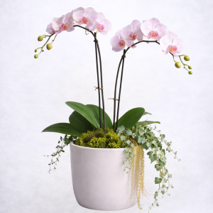 Orchids