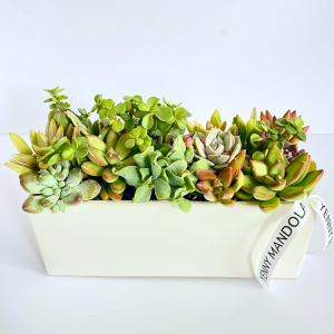 Living Plants & Succulents