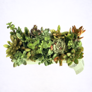 Living Plants & Succulents